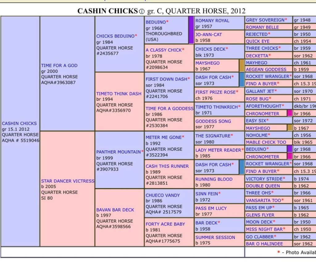 Cashin Chicks horse pedigree